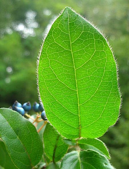 Viburnum tinus / Viburno-tino